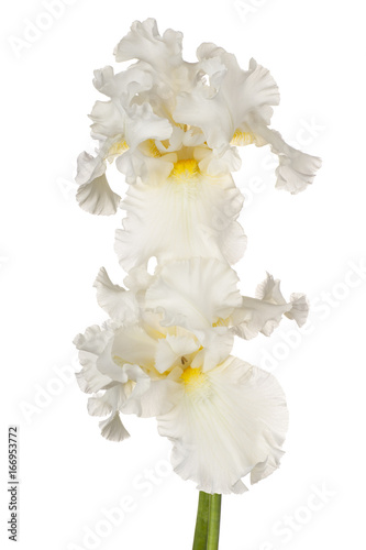 Fototapeta Naklejka Na Ścianę i Meble -  iris flowers isolated