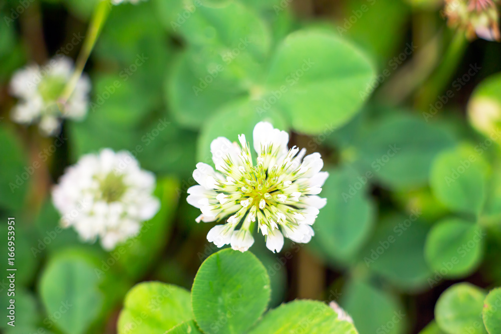Selective focus. The white clover flower on natural background Selective focus. The white clover flower on natural background