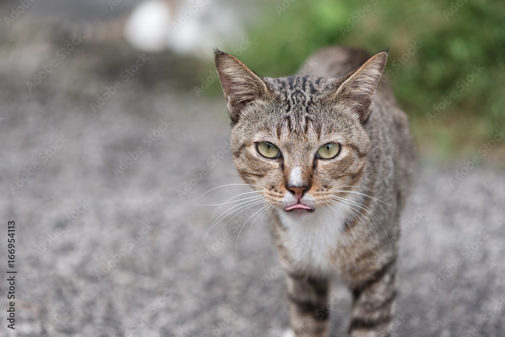 Cat walking in selective focus.