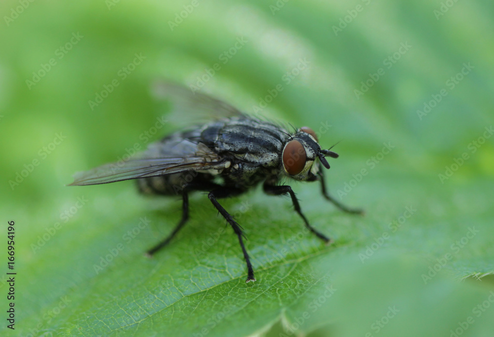 Housefly Housefly