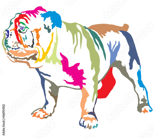 Colorful decorative standing portrait of English bulldog vector illustration
