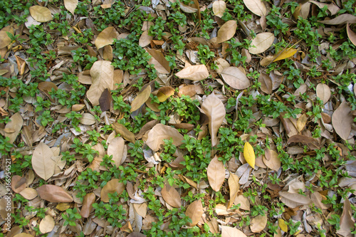 dry leaf on little plant