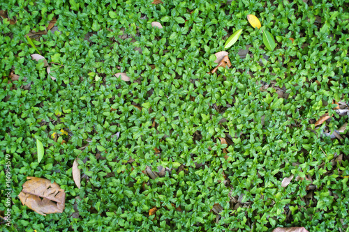 dry leaf on little plant