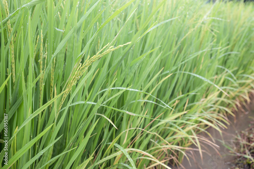 rice plant in rice field background