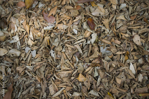 dry leaves texture on ground