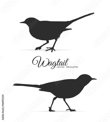 Εκτύπωση καμβά Vector illustration: Silhouette of Wagtail.