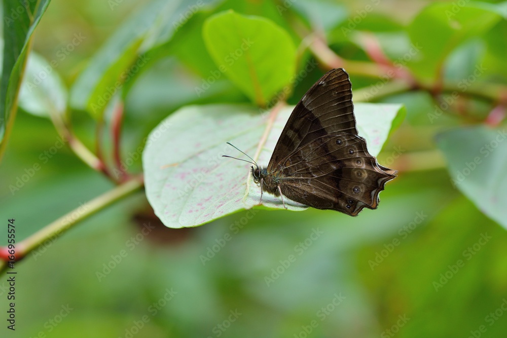 Butterfly from the Taiwan (Zophoessa dura) White tail butterfly Butterfly from the Taiwan (Zophoessa dura) White tail butterfly