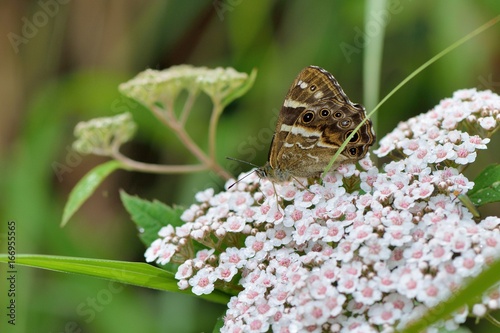 Butterfly from the Taiwan (Zophoessa niitakana) Yushan shade butterfly photo