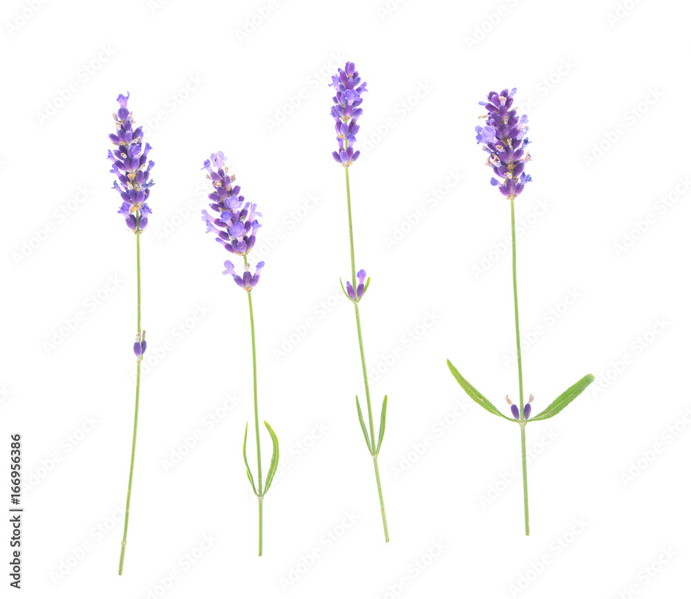 Naklejka premium Kwiaty lawendy na białym tle.