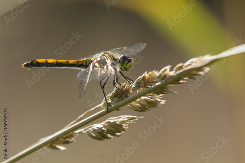 Dragonfly sitting on the branck photo