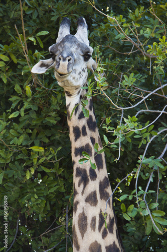 giraffe in tree branches