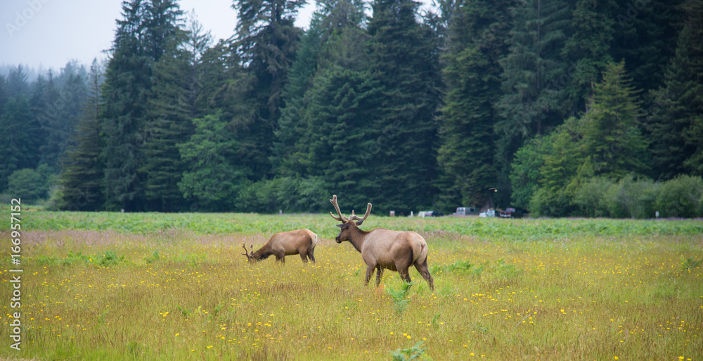 Wild Elk in Redwood National Park, California