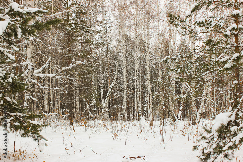 Fototapeta premium Winter in the wood.