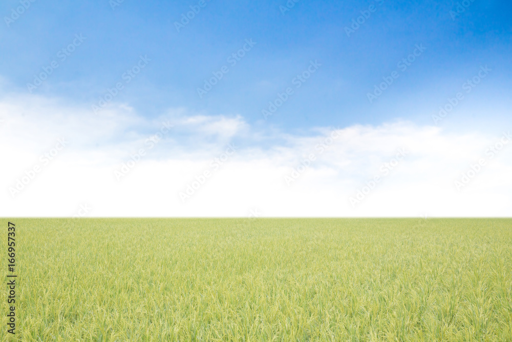 rice field on a background of the blue sky
