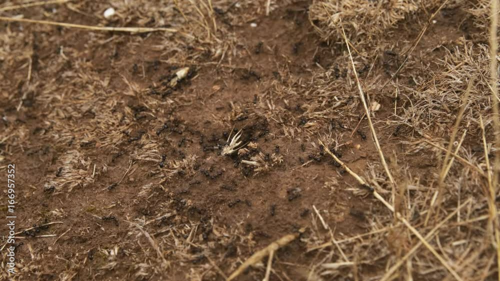 Crawling ants after rain on the soil