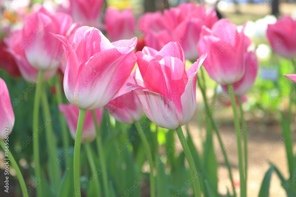 Fototapeta premium ピンク色のチューリップ