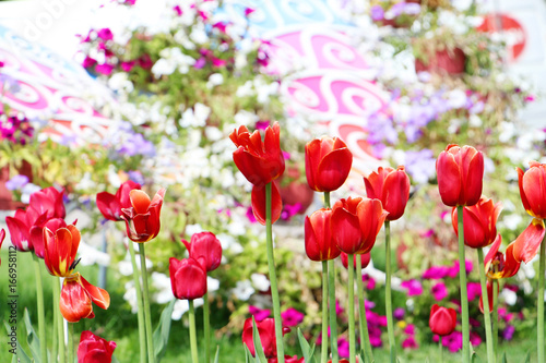 tulips © Almira