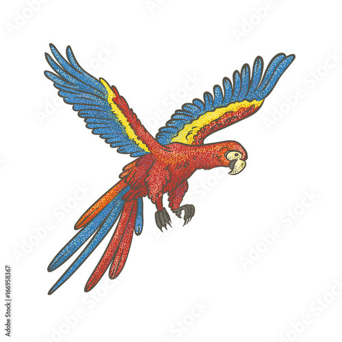Vector colorful textured sketch drawn by hand of parrot on a white background. Bright exotic tropical flying bird macaw. Isolated vivid art outline illustration.