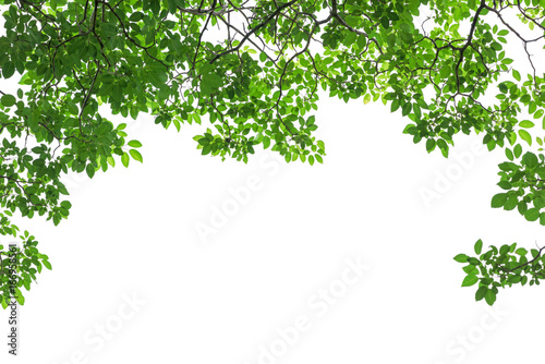 Leinwand Poster Green tree leaves and branches isolated on white background