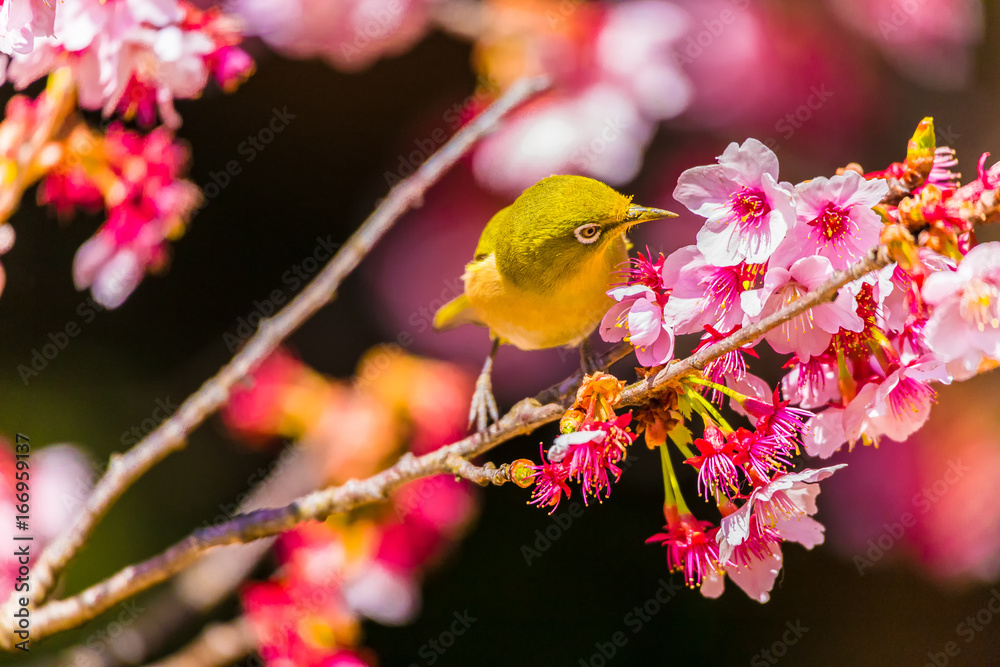 The Japanese White-eye and cherry blossoms. Located in Tokyo Prefecture Japan. The Japanese White-eye and cherry blossoms. Located in Tokyo Prefecture Japan.