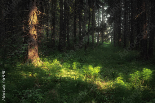 path in the forest illuminated by sunlight