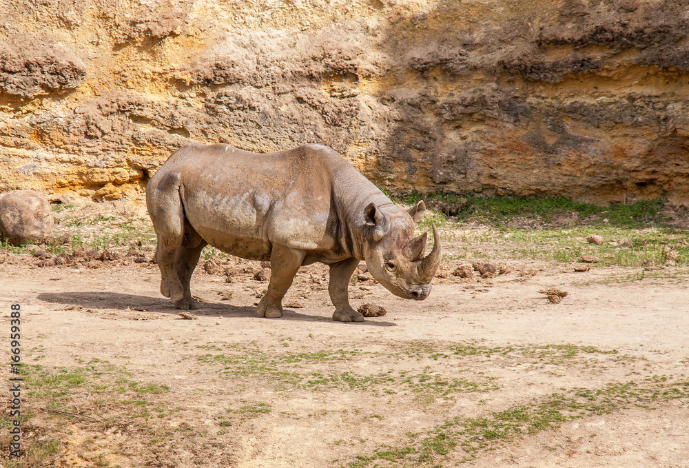 Fototapeta premium Rhinocéros
