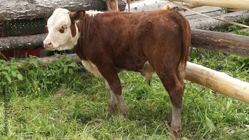 Young calf, russian cow, Calf in a cowshed
