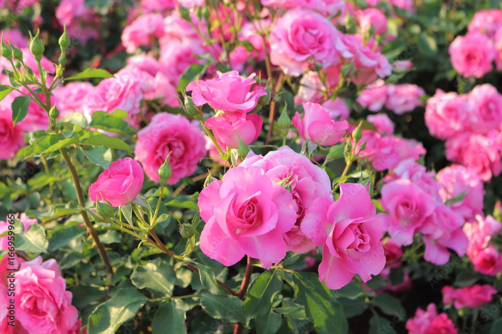 ピンク色の薔薇の花 ピンク色の薔薇の花