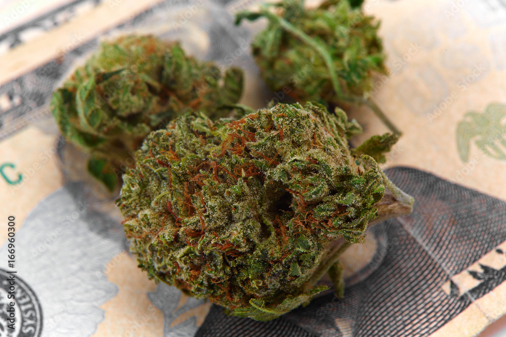 Close up of WiFi strain prescription medical marijuana flower bud Close up of WiFi strain prescription medical marijuana flower bud