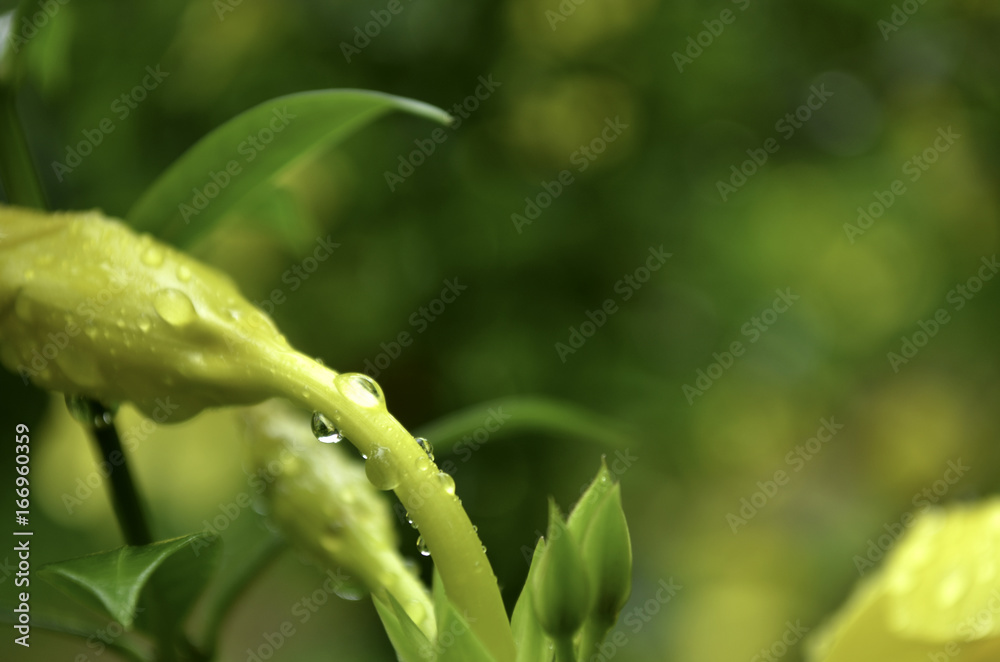 Rain water drops on yellow bud and stem against a beautiful yellow and green bokeh background. Rain water drops on yellow bud and stem against a beautiful yellow and green bokeh background.