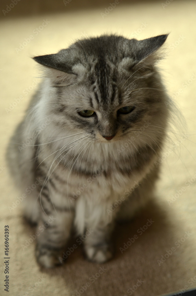 Fototapeta premium 落ち込む猫