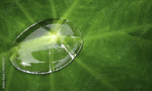 Single, crystal clear, water drop on a green colocasia leaf.