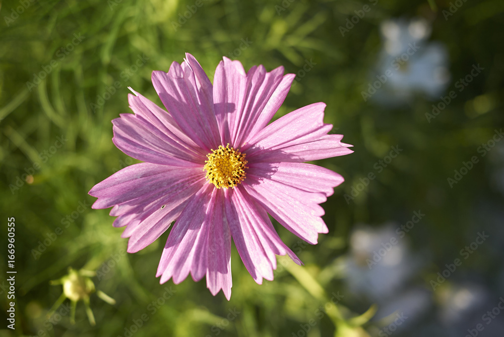 Cosmos Cosmos