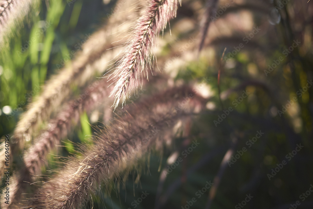 Pennisetum setaceum Pennisetum setaceum