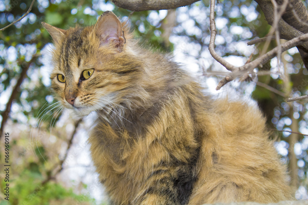 Fototapeta premium Nice looking cat in the woods