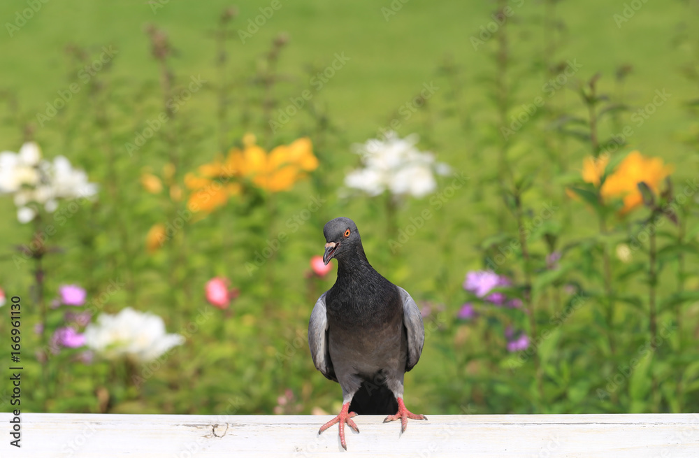 Obraz premium Parking in the courtyard ...