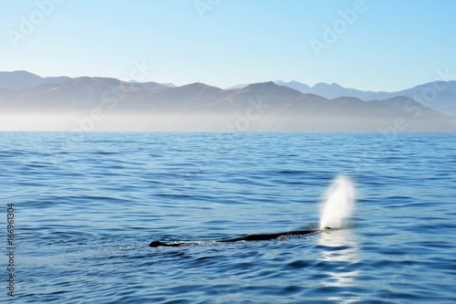 Sperm whale blowhole in action: New Zealand