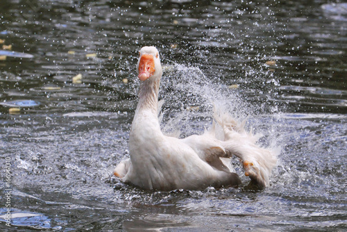 goose swimming