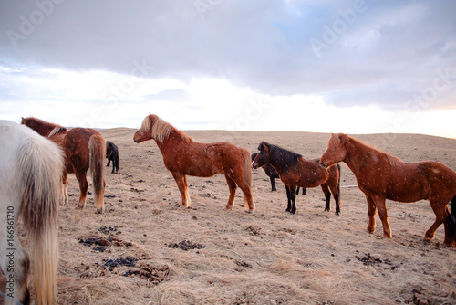 Beautiful icelandic horses  Iceland