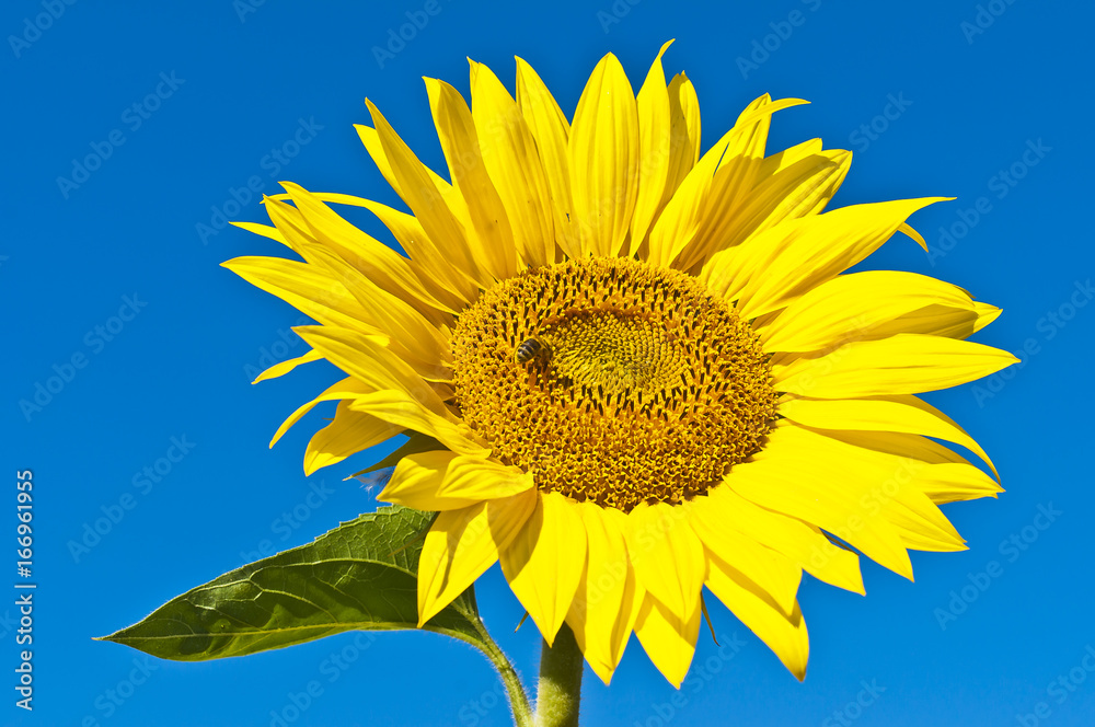 close up of sunflower on field close up of sunflower on field