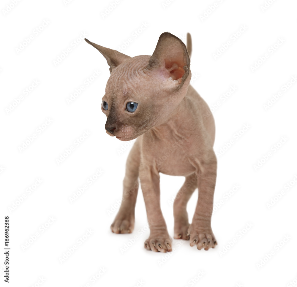 Hairless Don Sphinx kitten