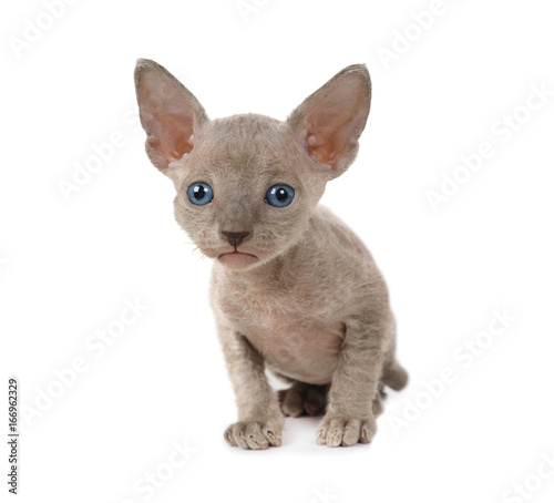 Don Sphinx kitten over white