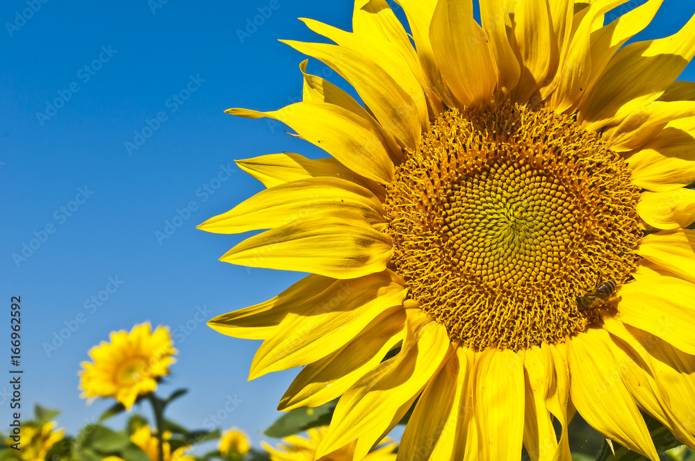 Naklejka premium close up of sunflower on field