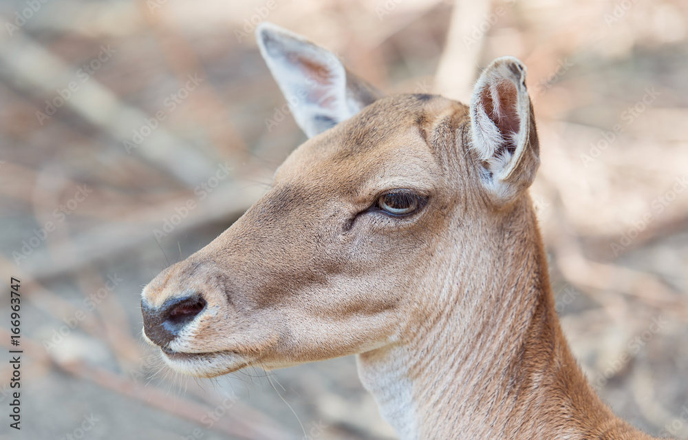 Closeup photo of a deer head Closeup photo of a deer head