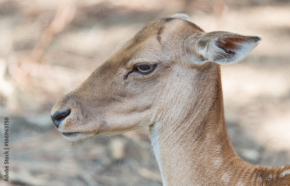 Closeup photo of a deer head