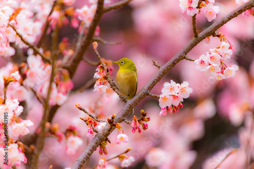 The Japanese White-eye.The background is cherry blossoms. Located in Tokyo Prefecture Japan.