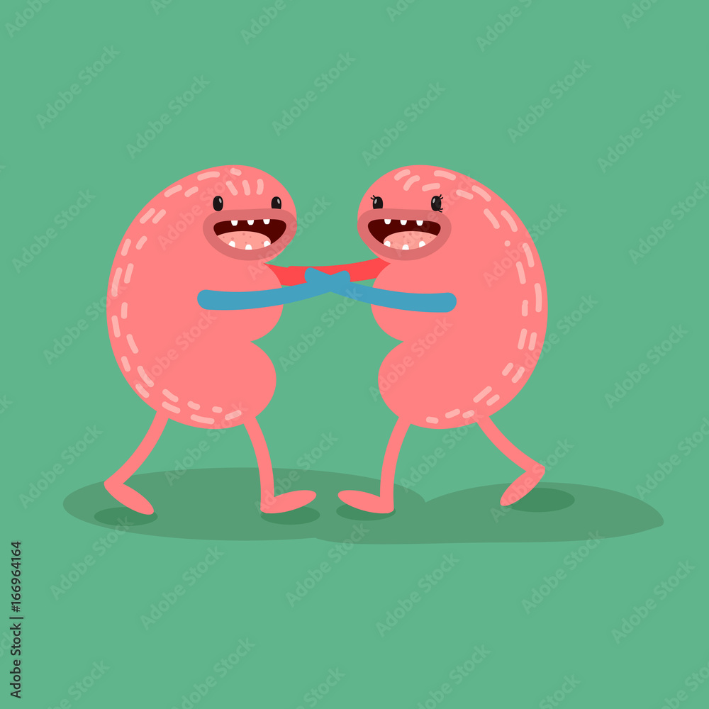 Fototapeta premium Vector cartoon human anatomy. Healthy kidneys