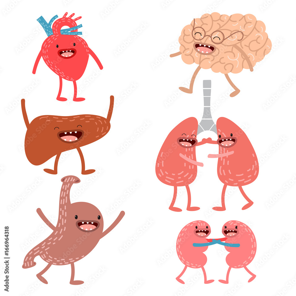 Vector cartoon human anatomy. Set of healthy liver, heart, brain, lungs,  kidneys and stomach. Stock Vector | Adobe Stock