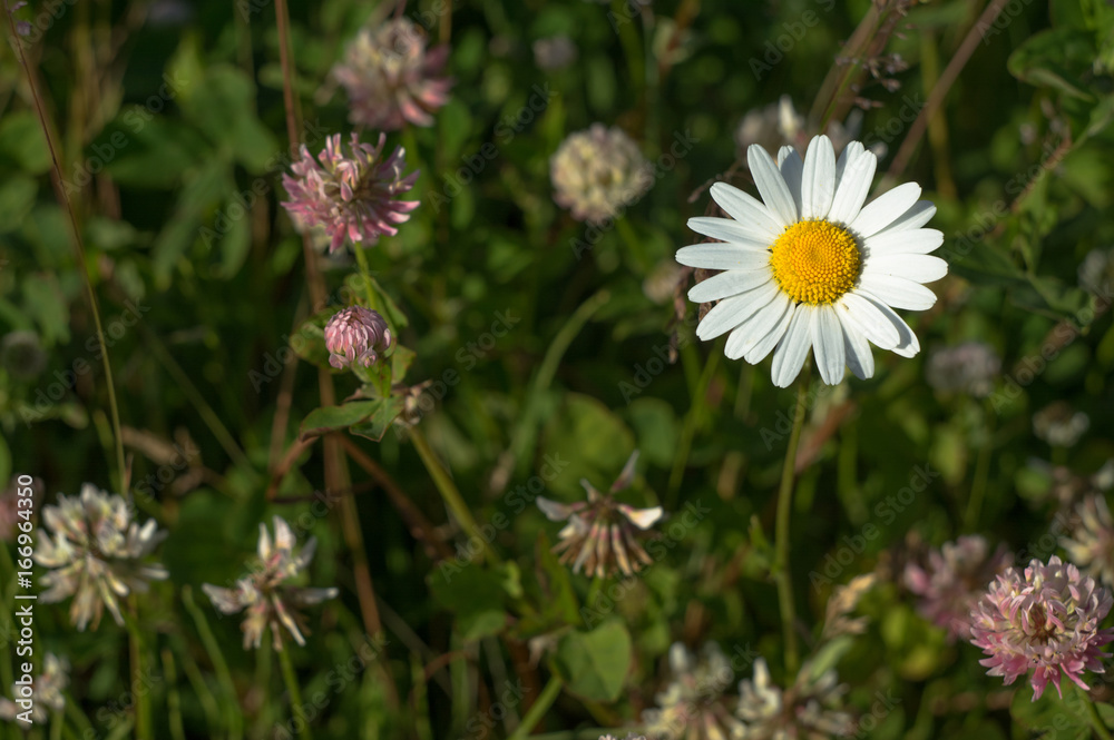 Single camomile on a background of a green meadow and blooming clover. Selective focus. Single camomile on a background of a green meadow and blooming clover. Selective focus.