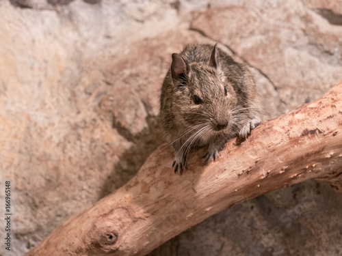 Portrait of a small degu in the woods